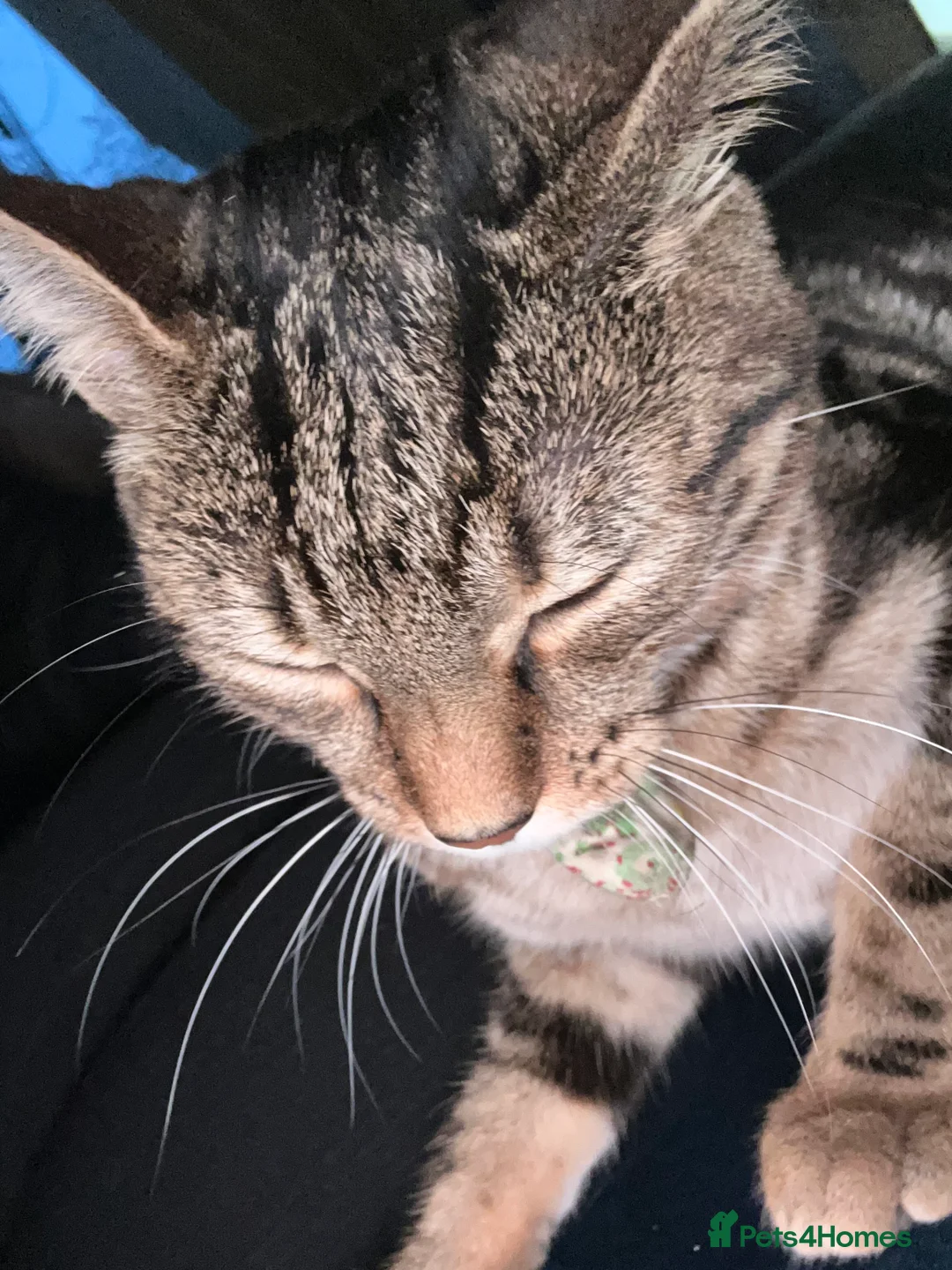 Bengal cats for sale: Bengal - Advert 4