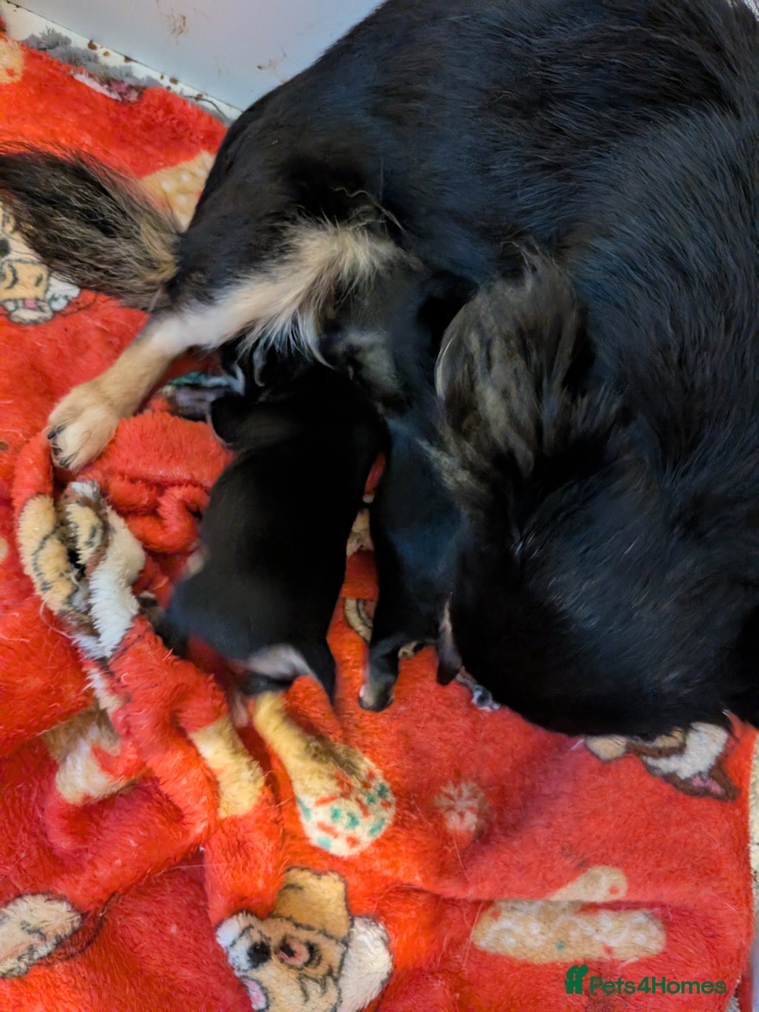 Chihuahua dogs for sale: 2 Beautiful Chihuahua pups - Advert 4