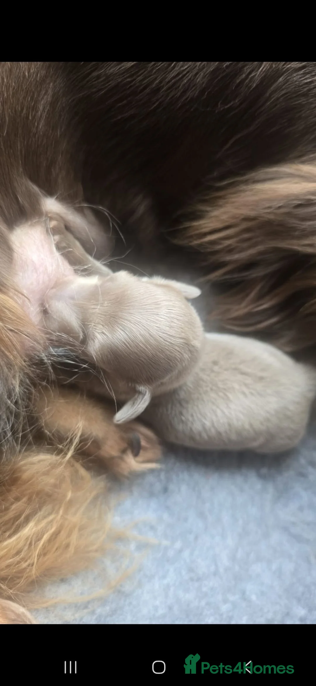 Miniature Dachshund dogs for sale: Issabella Longhair miniature dachshund  - Advert 9