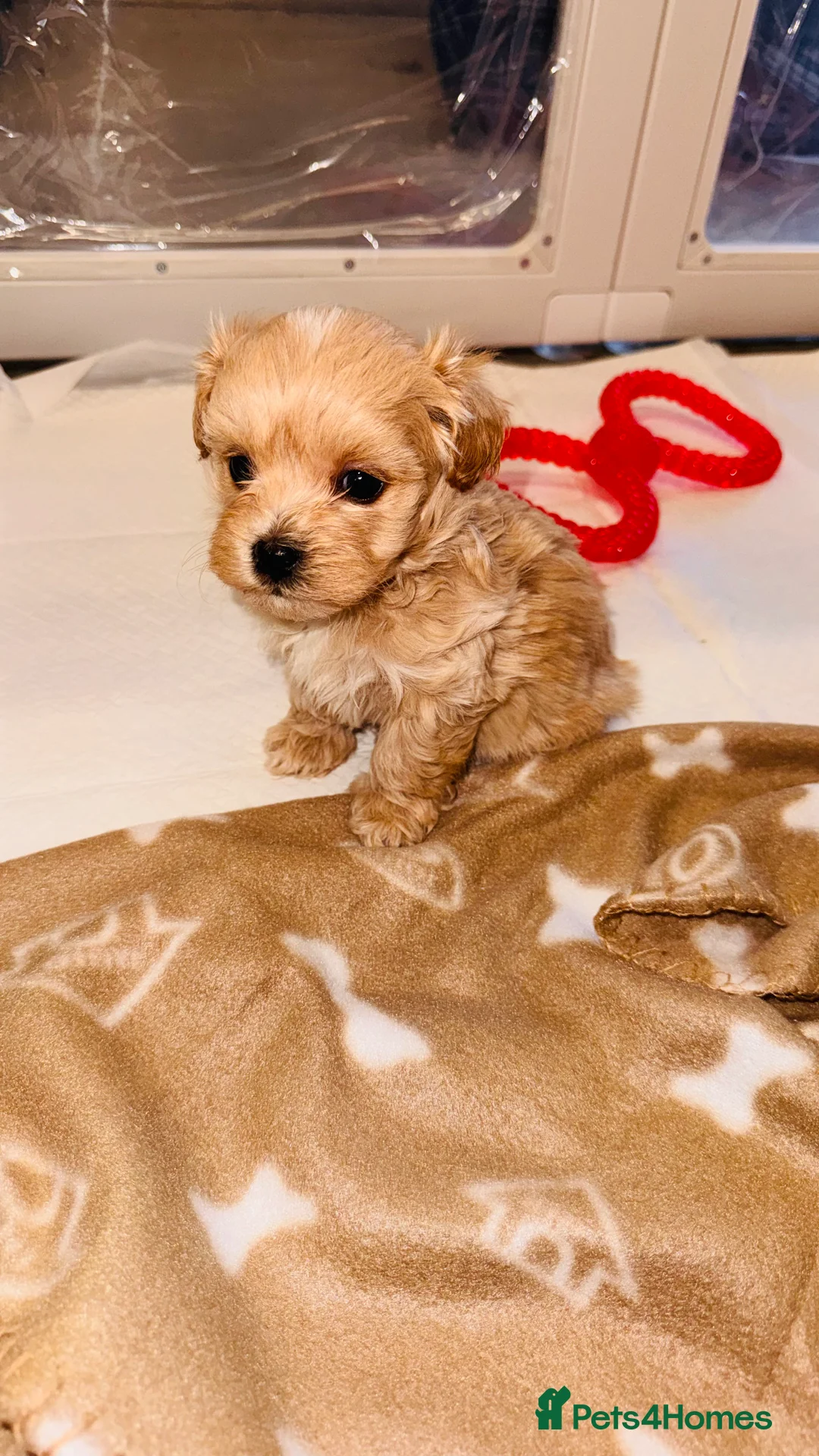 Maltipoo dogs for sale: 🐾 Gorgeous Maltipoo Puppies 🐾 - Advert 2