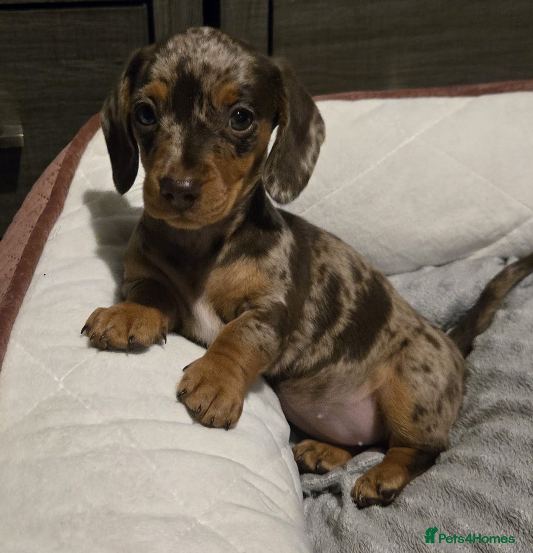 Dachshund dogs for sale: Miniture smooth haired dachshund - Image 3