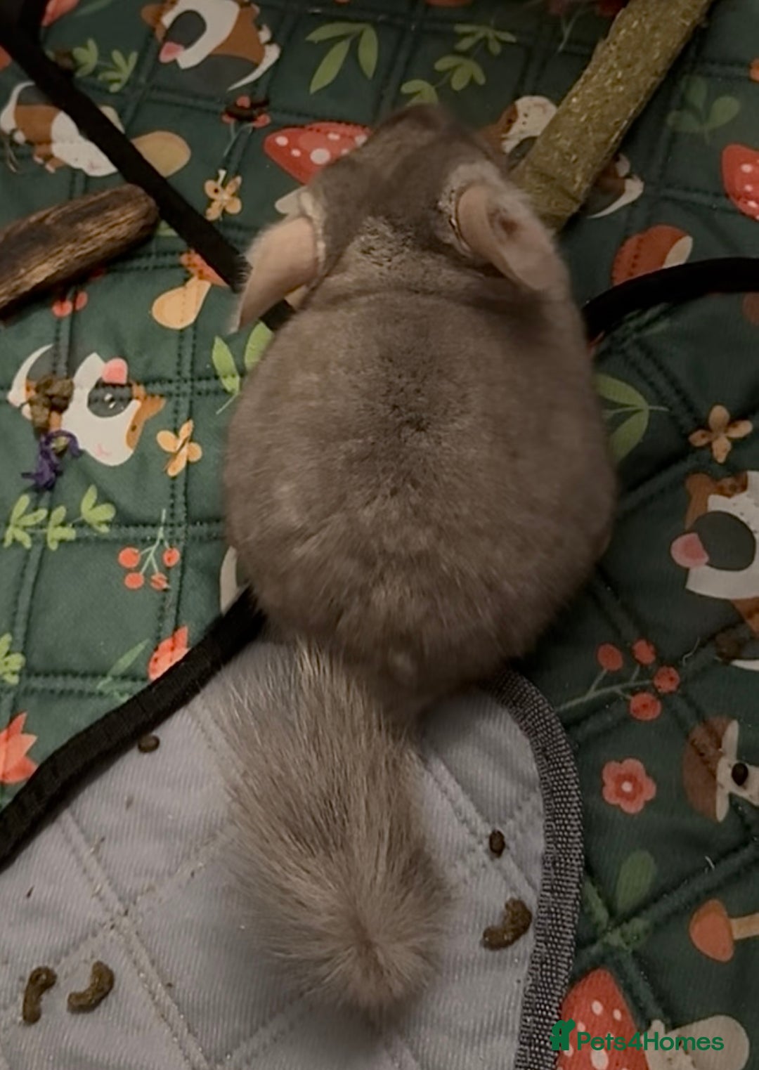 Chinchilla rodents for sale: Beige Chinchilla Boy - Advert 2