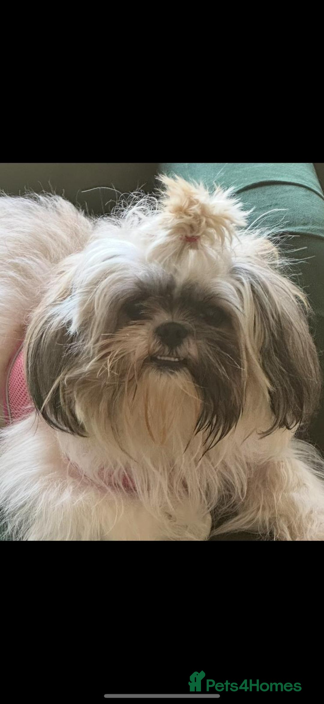 Shihpoo dogs for sale: Stunning Shihpoos in London Knightsbridge - Advert 2