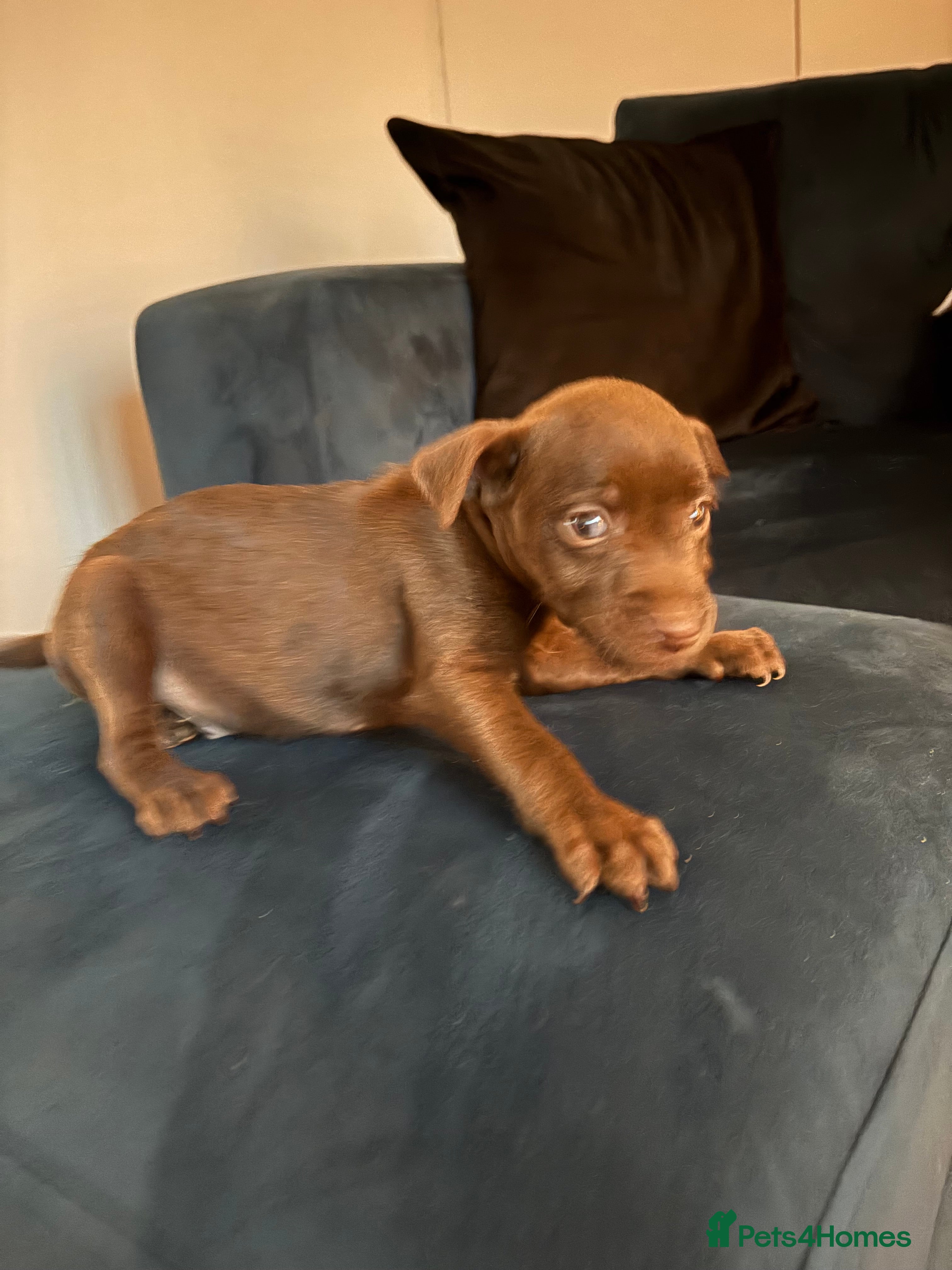 Patterdale Terrier dogs Patterdale Terrier pups  - Advert 4