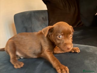 Patterdale Terrier dogs Patterdale Terrier pups - Advert 4