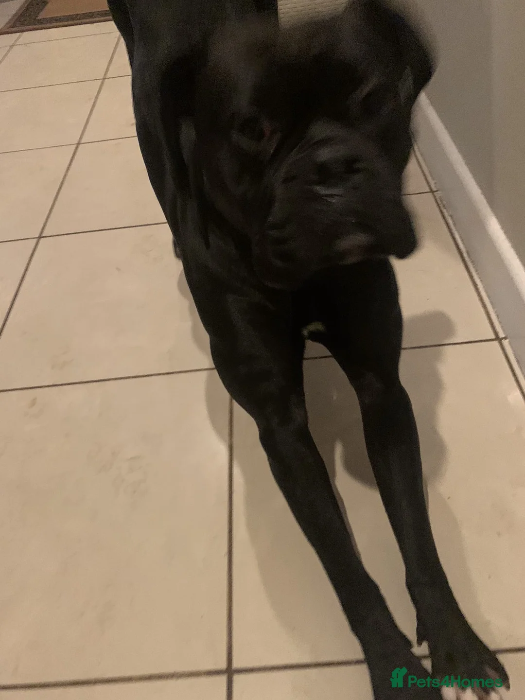 Mixed Breed dogs for sale: Bull-Boxer in Wolverhampton - Advert 2