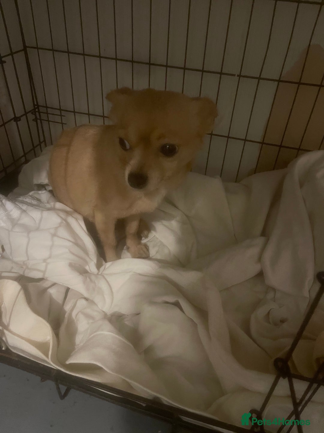 Chihuahua dogs for sale: Beautiful cream puppies for sale  - Advert 4