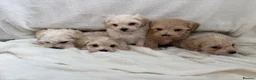 Maltipoo dogs for sale:  **  Maltipoo puppy’s  in Swanley - Advert 9