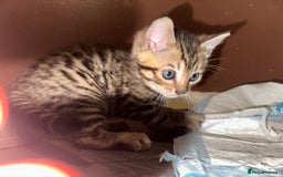 Bengal cats for sale: Snow Lynx, Marble & Brown Rosette Bengals - Image 19