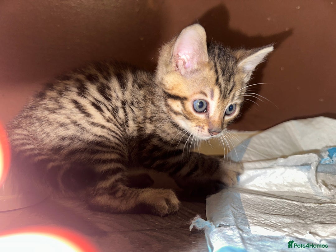 Bengal cats for sale: Snow Lynx, Marble & Brown Rosette Bengals - Image 19