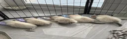 Ragdoll cats for sale: Seal Ragdoll Kittens in Bacup - Advert 2
