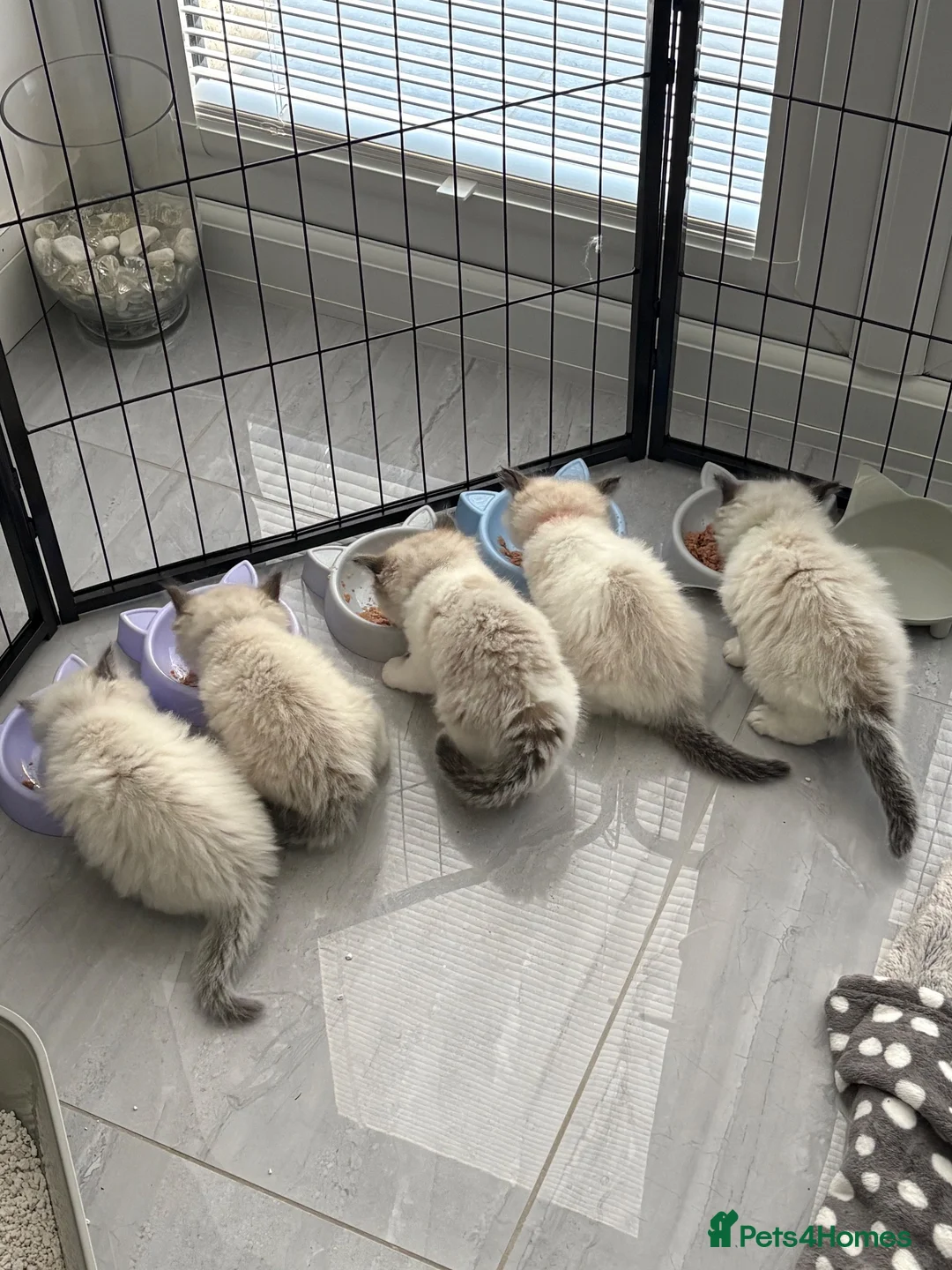 Ragdoll cats for sale: Seal Ragdoll Kittens in Bacup - Advert 2