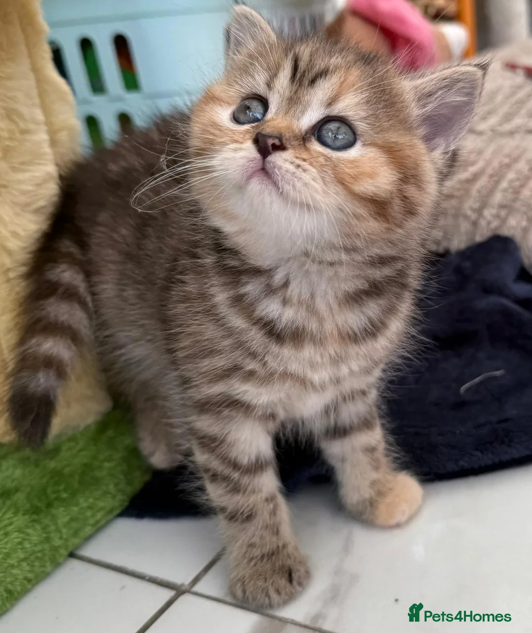 British Shorthair cats for stud: GCCF Active BSH Cream/Ginger ColourPointed  in London - Advert 17