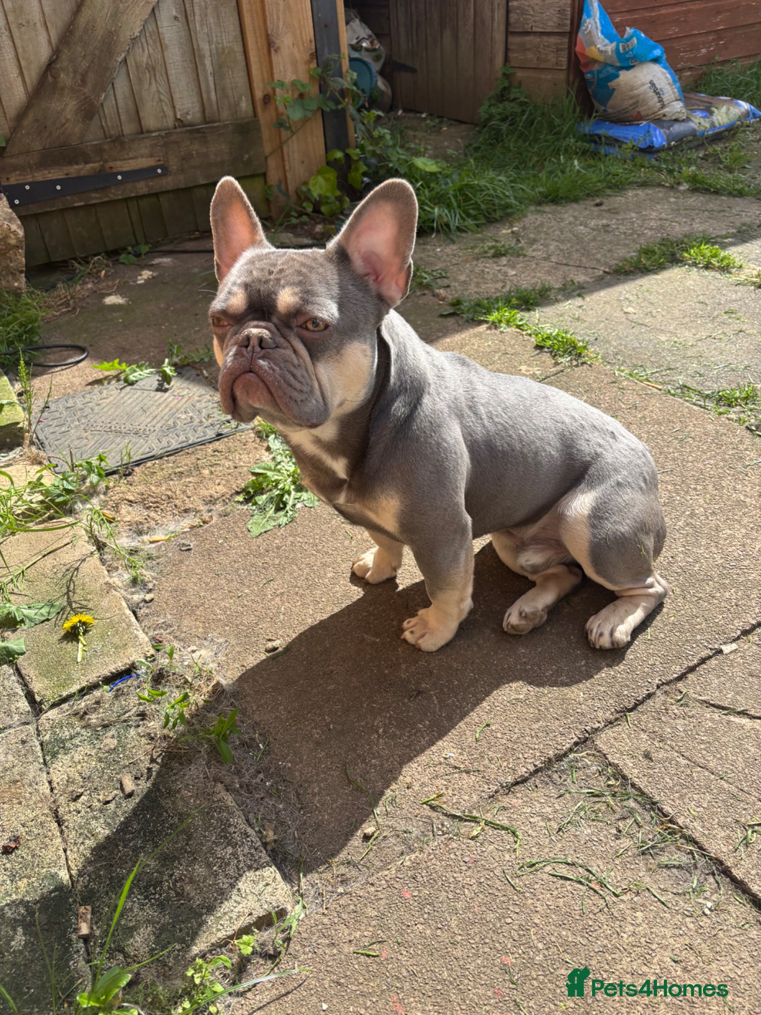 French Bulldog dogs Gismo - Advert 3
