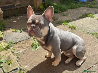 French Bulldog dogs Gismo - Advert 6