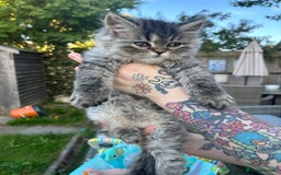Persian cats for sale: Last Kitten Available! Persian silver black female - Image 5
