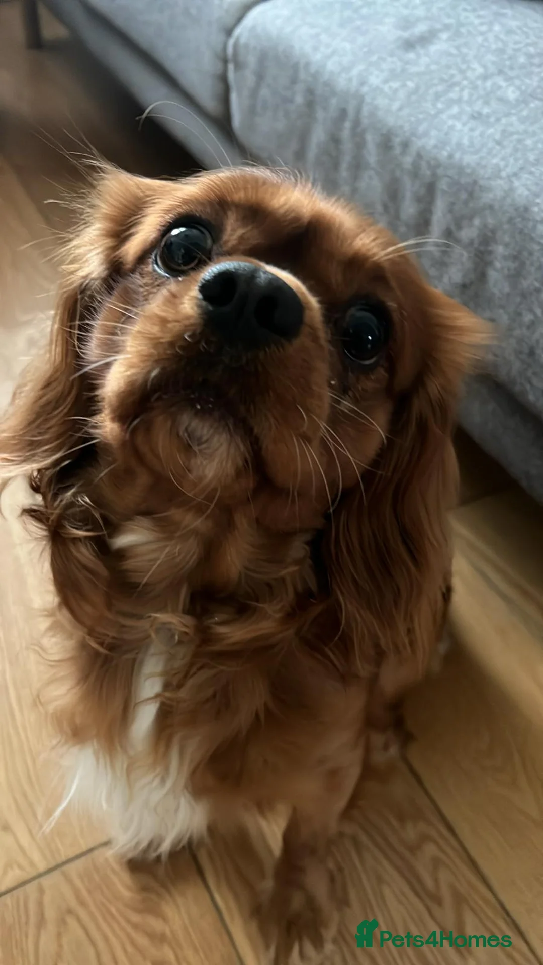Cavalier King Charles Spaniel dogs for stud: Ruby Cavalier King Charles Spaniel for stud! in London - Advert 2