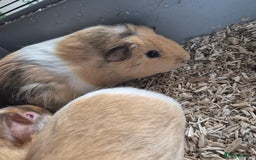 Guinea Pig rodents for sale: Silkie x American bonded sisters  - Advert 5