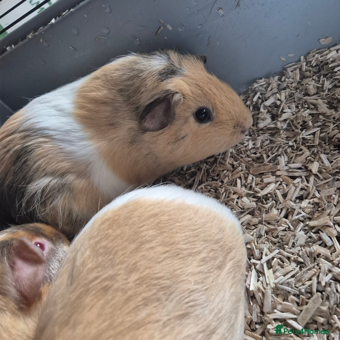 Guinea Pig rodents for sale: Silkie x American bonded sisters  - Advert 5