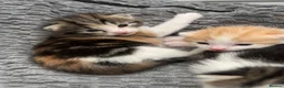 Mixed Breed cats for sale: 5 beautiful kittens looking for a forever home❤️ - Advert 21