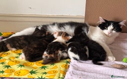 Mixed Breed cats for sale: 5 perfect kittens available  - Image 6