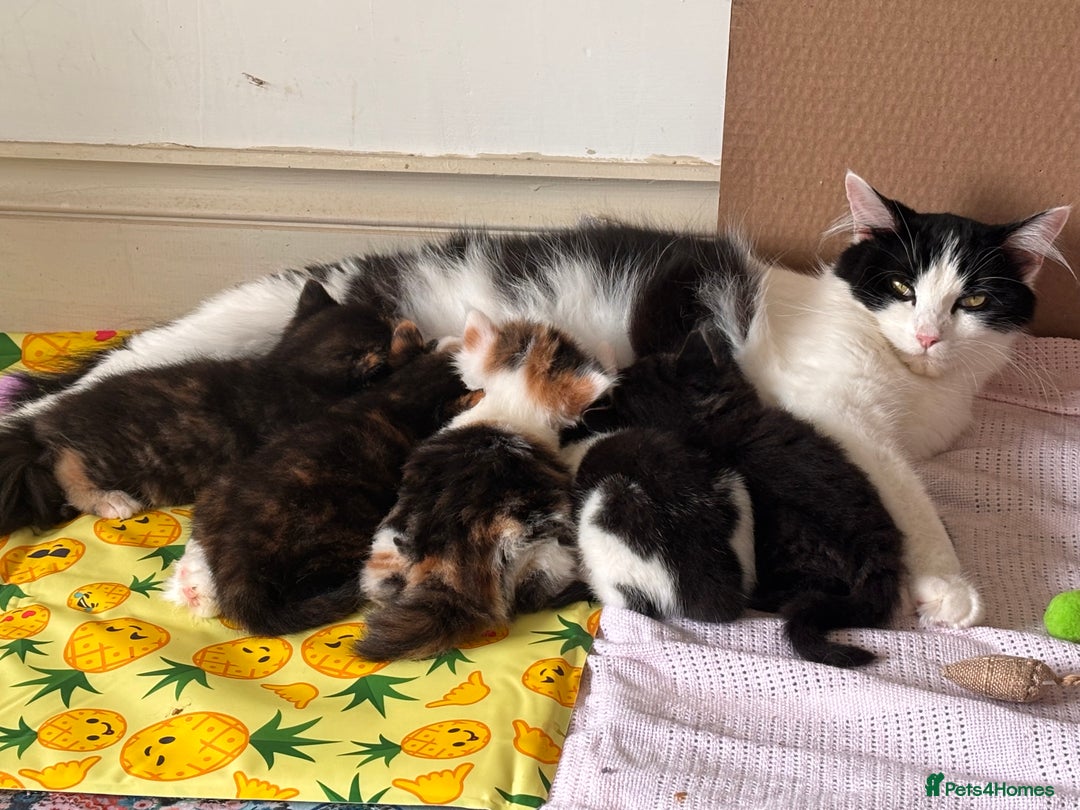 Mixed Breed cats for sale: 5 perfect kittens available  - Image 6