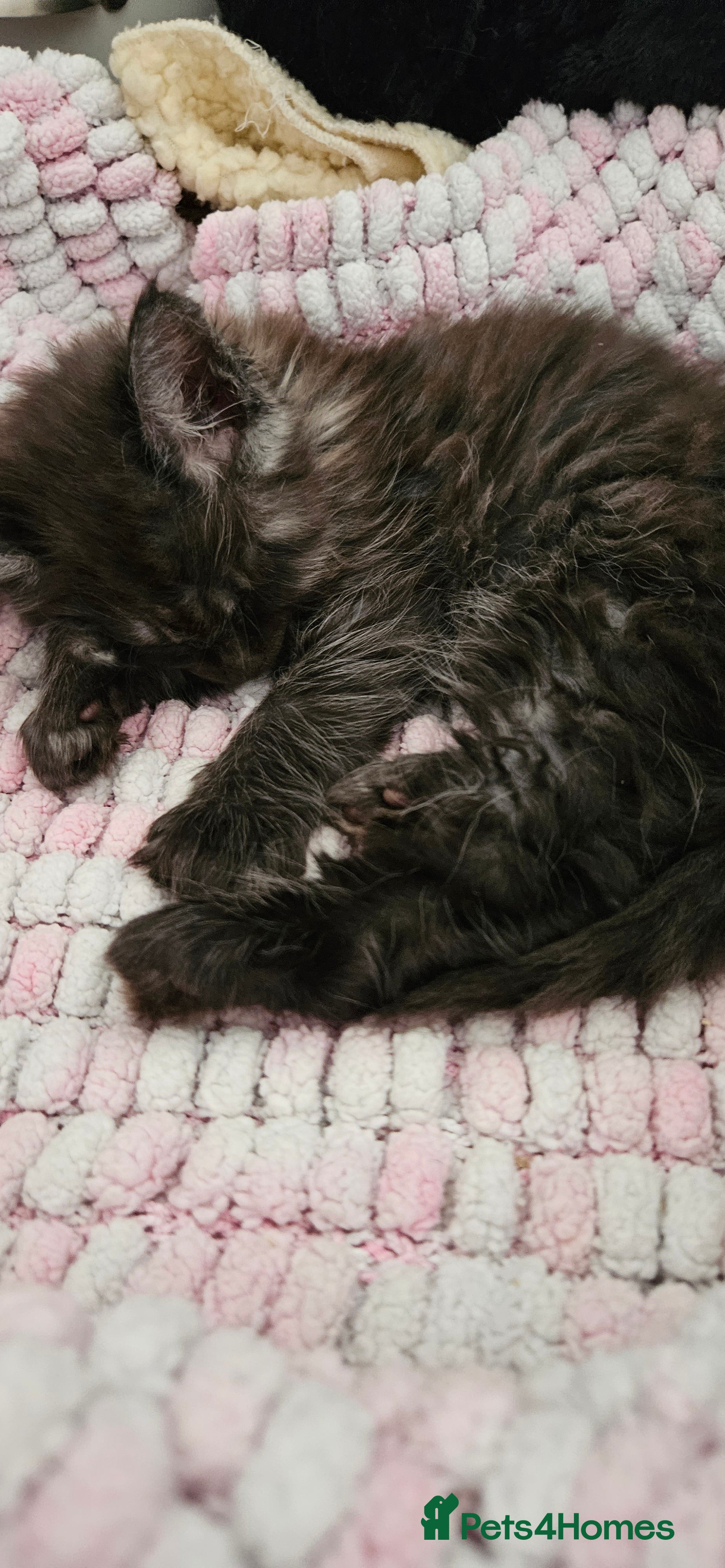 Maine Coon cats Beautiful outstanding tica registered maine coons  - Advert 6