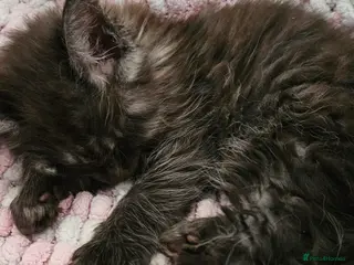 Maine Coon cats Beautiful outstanding tica registered maine coons - Advert 6