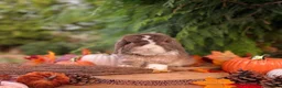Mini Lop rabbits for sale: Hobby breeder of mini lops bunnies  - Advert 8