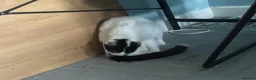 Mixed Breed cats for sale: Male kitten  - Advert 5
