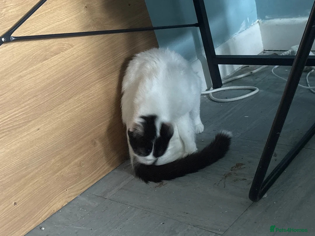 Mixed Breed cats for sale: Male kitten  - Advert 5