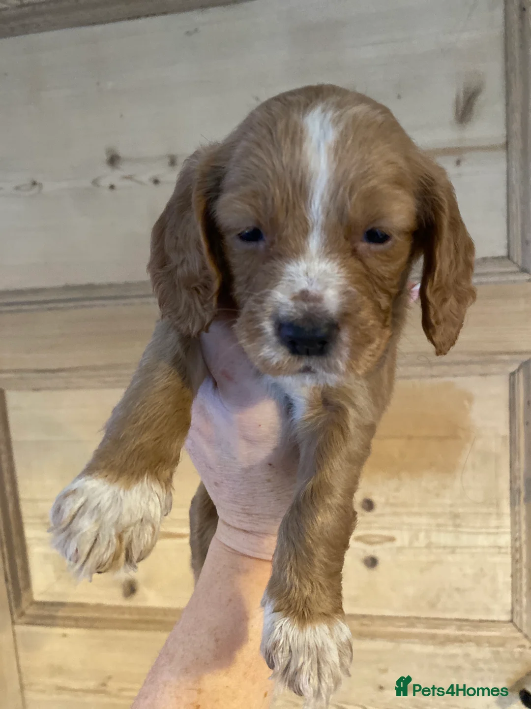 Cocker Spaniel dogs for sale: KC REGISTERED WORKING COCKER SPANIEL PUPPIES  - Advert 8