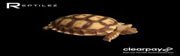 Tortoise reptiles for sale: TORTOISE BABIES - Advert 4