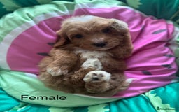 Cavapoo dogs for sale: Beautiful health tested cavapoos  - Image 9