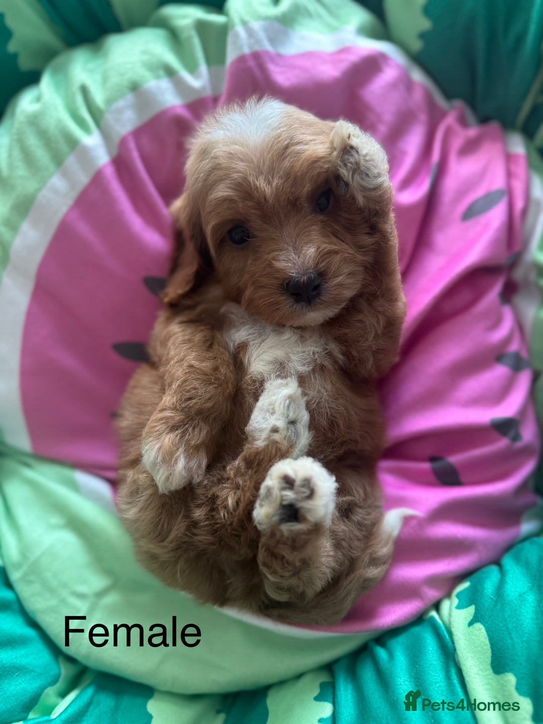 Cavapoo dogs for sale: Beautiful health tested cavapoos  - Image 9