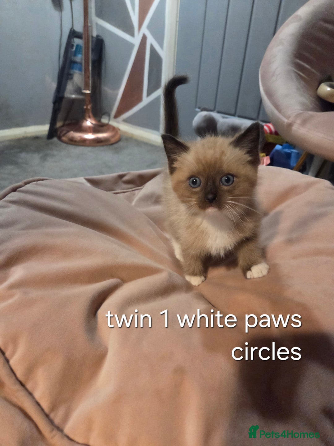 Ragdoll cats for sale: Beautiful Ragdoll Kittens - Image 9