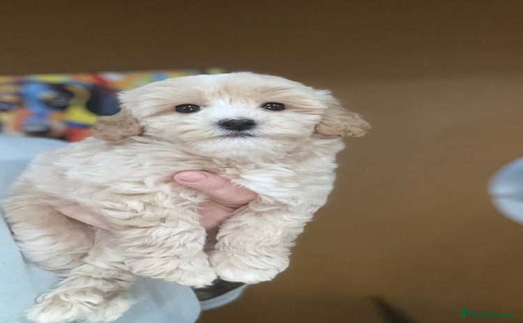 Maltipoo dogs - Advert 3