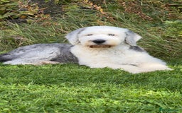 Mixed Breed dogs for sale: Adorable Sheepadoodle Puppies! - Image 1