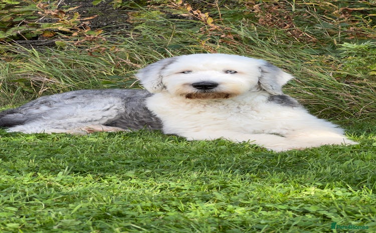 Mixed Breed dogs - Advert 11