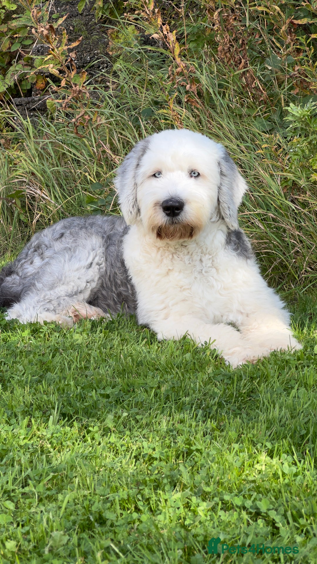 Mixed Breed dogs for sale: Adorable Sheepadoodle Puppies! - Image 1