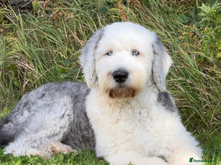 Mixed Breed dogs for sale - Advert 1