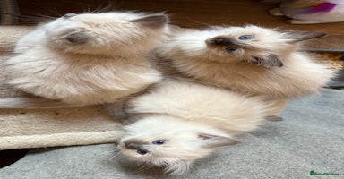 Ragdoll cats - Advert 6