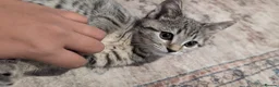 Mixed Breed cats for sale: Female Kitten 1 - Advert 4