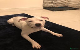 Mixed Breed dogs for sale: Gorgeous Staff boy  - Image 1