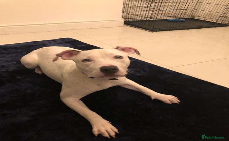 Mixed Breed dogs - Advert 1