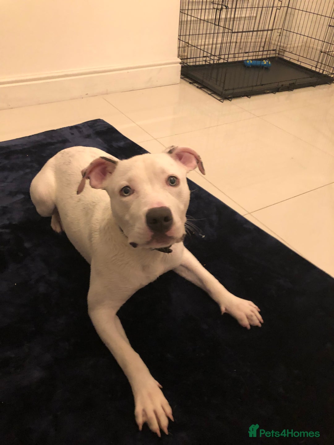 Mixed Breed dogs for sale: Gorgeous Staff boy  - Image 1