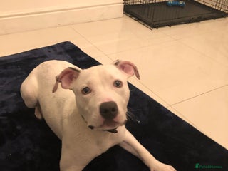 Mixed Breed dogs for sale - Advert 1