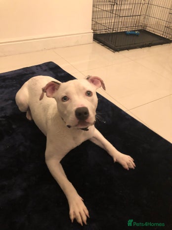 Mixed Breed dogs - Advert 1