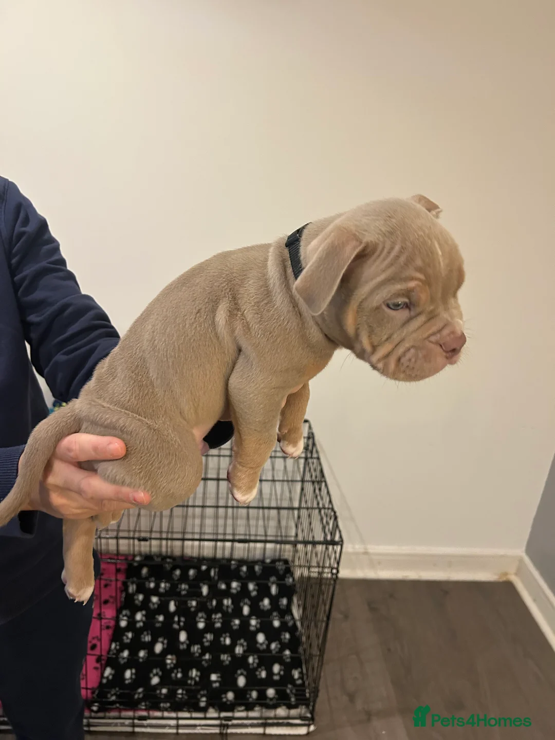 American Bully dogs for sale: BEAUTIFUL pocket bullies  - Advert 3