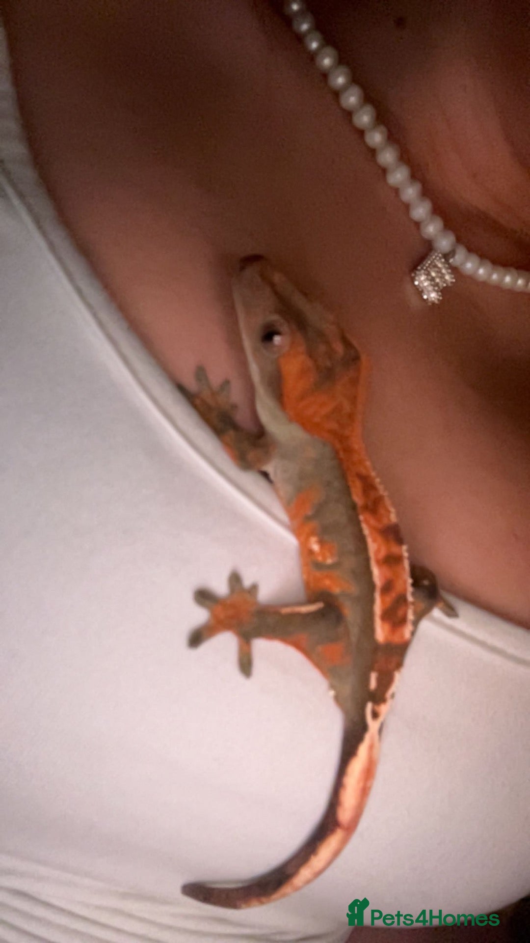 Gecko reptiles crested gecko for rehoming  - Advert 1
